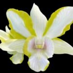 Dendrobium Dragon Jade (3.5” pot)