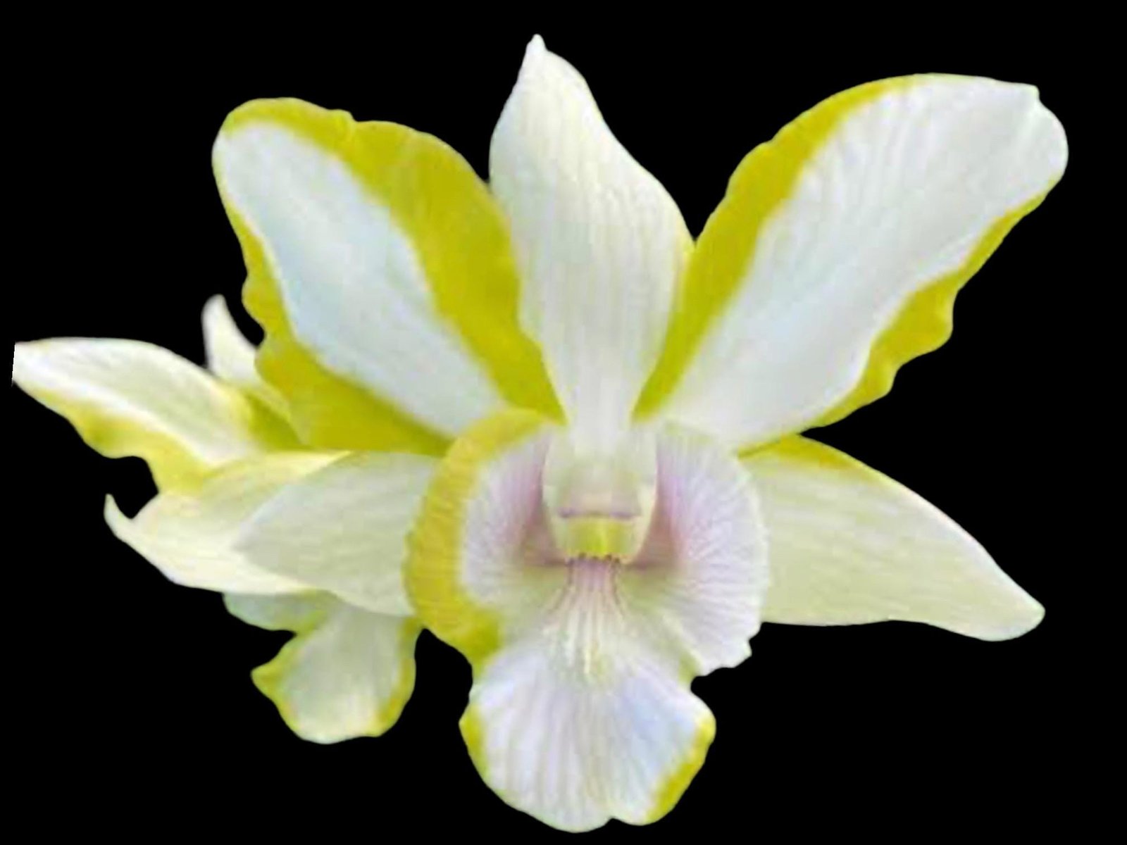 il_fullxfull.8655073038_5z33.jpg Dendrobium Dragon Jade (3.5” pot) - Image 1