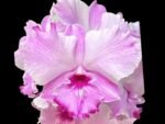 Dendrobium Pink Dragon Surprise Color (3.5” pot) - Image 2