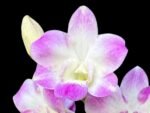 Dendrobium Pink Dragon Surprise Color (3.5” pot) - Image 4