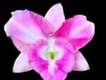Dendrobium Pink Dragon Surprise Color (3.5” pot) - Image 3