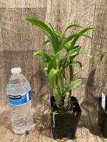 Dendrobium Pink Dragon Surprise Color (3.5” pot) - Image 7