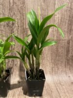 Dendrobium Pink Dragon Surprise Color (3.5” pot) - Image 9