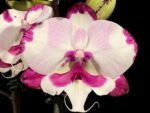 Double Plants Double Spikes Phalaenopsis King Car Dalmatian (4.5” pot)