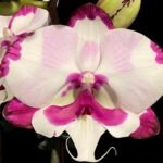Double Plants Double Spikes Phalaenopsis King Car Dalmatian (4.5” pot)