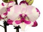 Double Plants Double Spikes Phalaenopsis King Car Dalmatian (4.5” pot) - Image 2