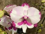 Double Plants Double Spikes Phalaenopsis King Car Dalmatian (4.5” pot) - Image 5