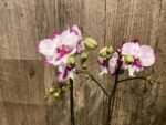 Double Plants Double Spikes Phalaenopsis King Car Dalmatian (4.5” pot) - Image 8