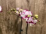 Double Plants Double Spikes Phalaenopsis King Car Dalmatian (4.5” pot) - Image 7