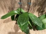 Double Plants Double Spikes Phalaenopsis King Car Dalmatian (4.5” pot) - Image 13