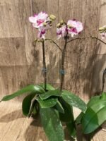 Double Plants Double Spikes Phalaenopsis King Car Dalmatian (4.5” pot) - Image 11