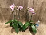 Double Plants Double Spikes Phalaenopsis King Car Dalmatian (4.5” pot) - Image 10