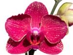Double Spikes Phalaenopsis I-Hsin Red Magpie  (4.5" pot) - Image 2
