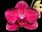 Double Spikes Phalaenopsis I-Hsin Red Magpie  (4.5" pot)