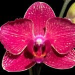 Double Spikes Phalaenopsis I-Hsin Red Magpie  (4.5" pot)
