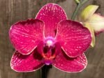 Double Spikes Phalaenopsis I-Hsin Red Magpie  (4.5" pot) - Image 3