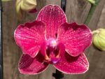 Double Spikes Phalaenopsis I-Hsin Red Magpie  (4.5" pot) - Image 4