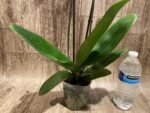 Double Spikes Phalaenopsis I-Hsin Red Magpie  (4.5" pot) - Image 7