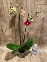 Double Spikes Phalaenopsis I-Hsin Red Magpie  (4.5" pot) - Image 6