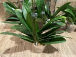 Double Plants Triple Spikes Phalaenopsis (Tying Shin Melody × KS Big Johnson) (4" pot) - Image 15