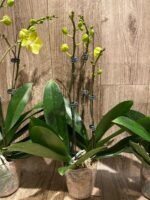 Double Plants Triple Spikes Phalaenopsis (Tying Shin Melody × KS Big Johnson) (4" pot) - Image 10