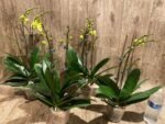 Double Plants Triple Spikes Phalaenopsis (Tying Shin Melody × KS Big Johnson) (4" pot) - Image 7