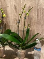 Double Plants Triple Spikes Phalaenopsis (Tying Shin Melody × KS Big Johnson) (4" pot) - Image 11
