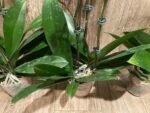 Double Plants Triple Spikes Phalaenopsis (Tying Shin Melody × KS Big Johnson) (4" pot) - Image 13