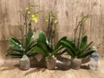 Double Plants Triple Spikes Phalaenopsis (Tying Shin Melody × KS Big Johnson) (4" pot) - Image 5