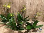 Double Plants Triple Spikes Phalaenopsis (Tying Shin Melody × KS Big Johnson) (4" pot) - Image 8