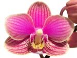 Double Plants Double/ Triple Spikes Phalaenopsis Shulong TWM-AN9094 (4.5" pot) - Image 2