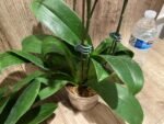 Double Plants Double/ Triple Spikes Phalaenopsis Shulong TWM-AN9094 (4.5" pot) - Image 12