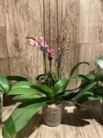 Double Plants Double/ Triple Spikes Phalaenopsis Shulong TWM-AN9094 (4.5" pot) - Image 9