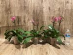 Double Plants Double/ Triple Spikes Phalaenopsis Shulong TWM-AN9094 (4.5" pot) - Image 6