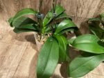 Double Plants Double/ Triple Spikes Phalaenopsis Shulong TWM-AN9094 (4.5" pot) - Image 13