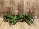 Double Plants Double/ Triple Spikes Phalaenopsis Shulong TWM-AN9094 (4.5" pot) - Image 7
