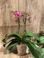 Double Plants Double/ Triple Spikes Phalaenopsis Shulong TWM-AN9094 (4.5" pot) - Image 8