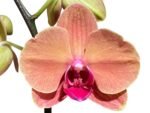 Double Spikes Phalaenopsis Younghome Golden Leopard (4.5" pot) - Image 2