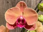 Double Spikes Phalaenopsis Younghome Golden Leopard (4.5" pot) - Image 3