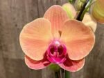 Double Spikes Phalaenopsis Younghome Golden Leopard (4.5" pot) - Image 5
