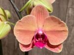 Double Spikes Phalaenopsis Younghome Golden Leopard (4.5" pot) - Image 6