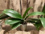 Double Spikes Phalaenopsis Younghome Golden Leopard (4.5" pot) - Image 14