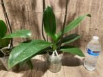 Double Spikes Phalaenopsis Younghome Golden Leopard (4.5" pot) - Image 15