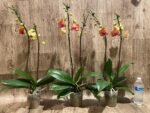 Double Spikes Phalaenopsis Younghome Golden Leopard (4.5" pot) - Image 7