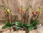 Double Spikes Phalaenopsis Younghome Golden Leopard (4.5" pot) - Image 8