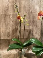 Double Spikes Phalaenopsis Younghome Golden Leopard (4.5" pot) - Image 9