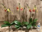 Double Spikes Phalaenopsis Younghome Golden Leopard (4.5" pot) - Image 12
