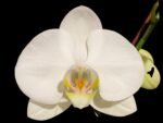 Double Spikes Phalaenopsis Amabilis (4.5" pot)