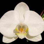 Double Spikes Phalaenopsis Amabilis (4.5" pot)