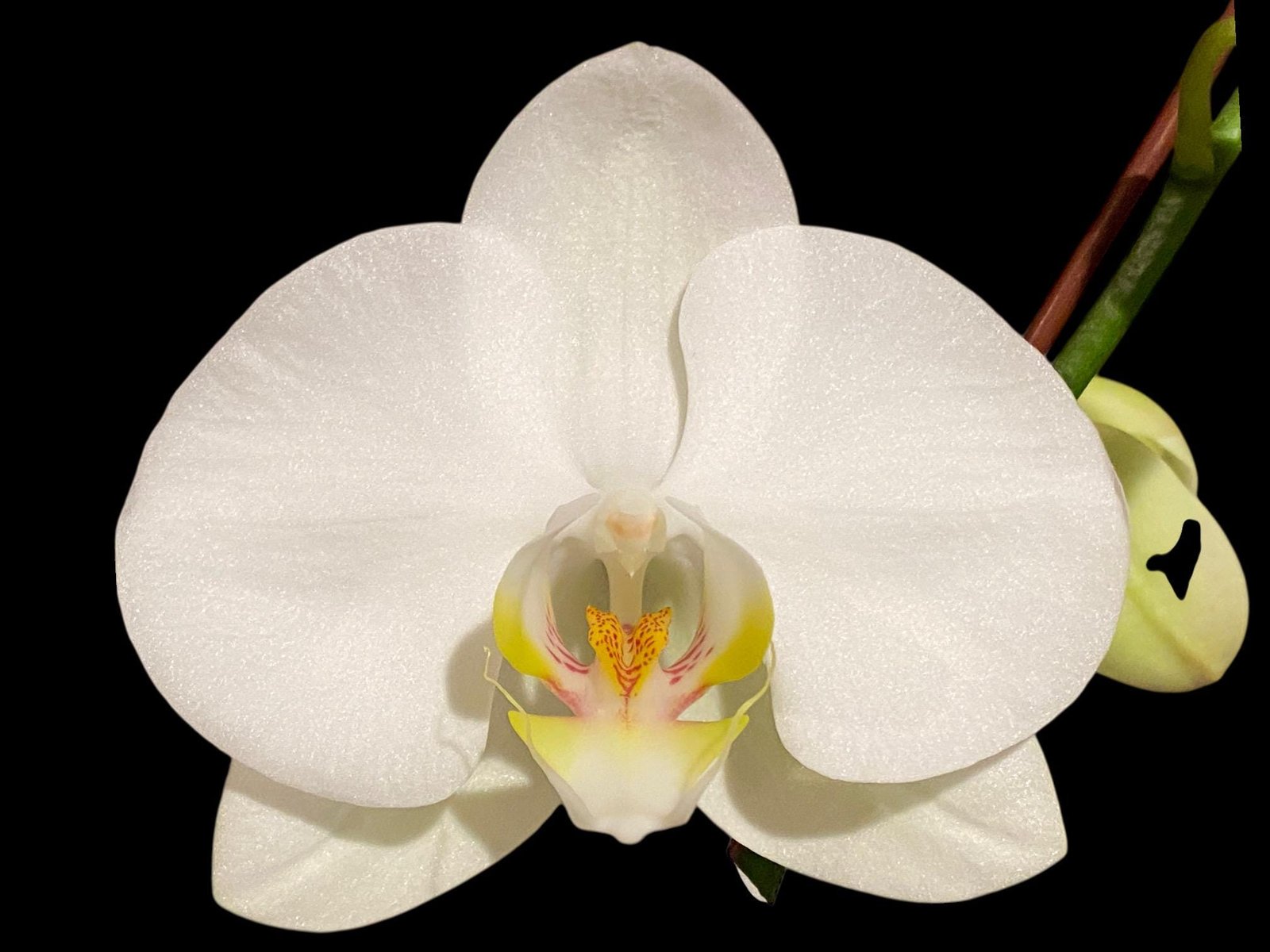 il_fullxfull.8658248117_ntkj.jpg Double Spikes Phalaenopsis Amabilis (4.5" pot) - Image 1